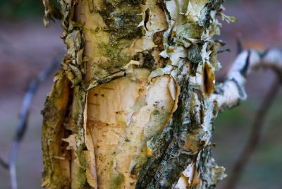 Betula ermanii - bříza ermanova - borka